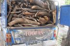 تشکیل ۹۷ پرونده قاچاق چوب و زغال بلوط در شهرستان لردگان