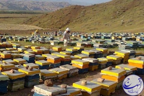فقدان کارخانه بسته‌بندی عسل در دامغان