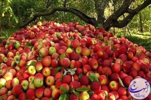 صادرات ۱۷۵ هزارتن سیب به خارج از کشور تا پایان امسال