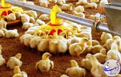 رشد۱۳ درصدی در جوجه ریزی و تولید گوشت مرغ هرمزگان