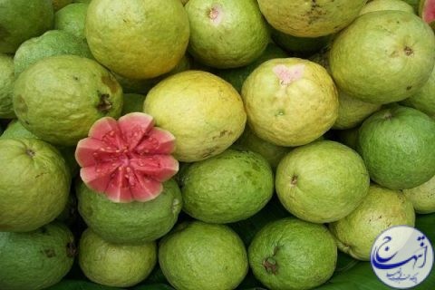 برداشت بیش از ۵۰۰ تن میوه گرمسیری گواوا در سیستان و بلوچستان