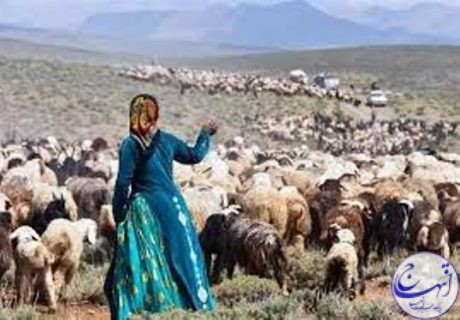 عرضه سالانه ۹.۵ میلیون رأس دام به بازار کشور توسط عشایر گیلان عرضه سالانه ۹.۵ میلیون رأس دام به بازار کشور توسط عشایر گیلان