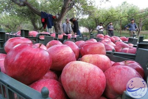 توزیع هزار و ۸۰۰ تن سیب و پرتقال در بازار استان مرکزی