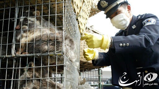 ممنوعیت تجارت و خوردن گوشت حیوانات وحشی در چین