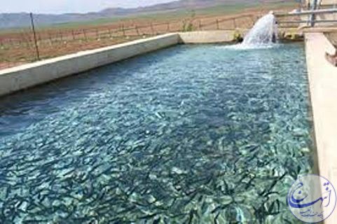 افزایش ۵۵ درصدی تولید ماهی سردآبی در خراسان شمالی
