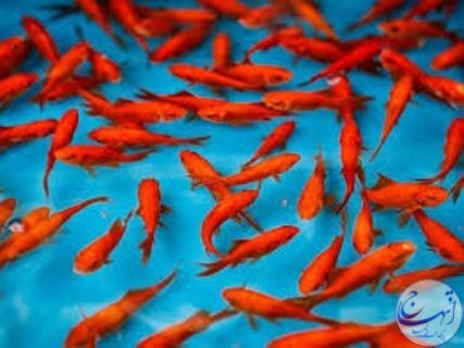 تولید سالانه ۹۰۰ هزار قطعه ماهی زینتی در خراسان شمالی