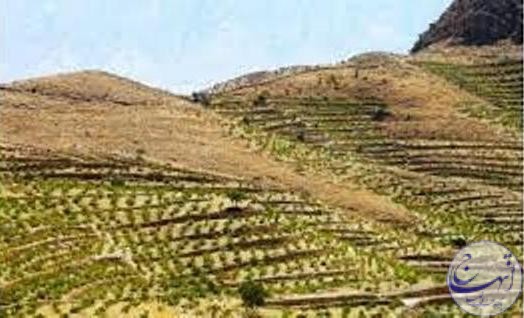 توسعه باغات در سطح ۳۵۰ هکتار از اراضی شیبدار و کم بازده خراسان شمالی