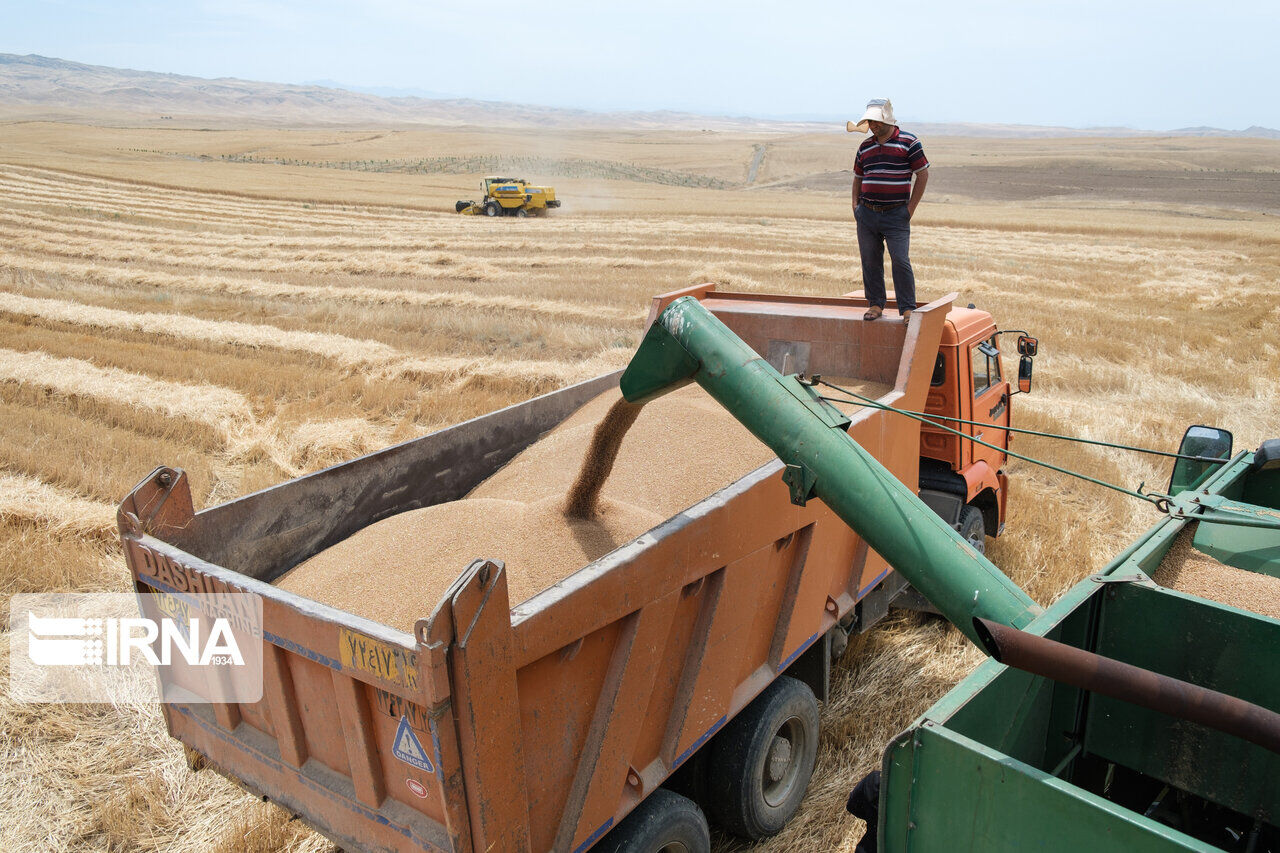 خرید تضمینی گندم در رازوجرگلان خراسان‌شمالی ۴ برابر افزایش یافت