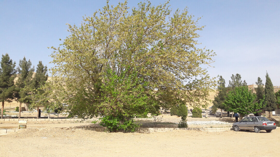  درخت زرشک چهارمست اسفراین ثبت ملی شد 