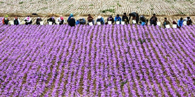 عملکرد تولید زعفران در خراسان شمالی بیش از میانگین کشور است