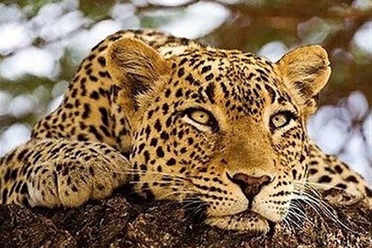 خراسان شمالی دارای پرتراکمترین جمعیت پلنگ در کشور