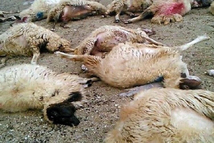 حمله پلنگ گرسنه به گله گوسفندان در مانه و سملقان