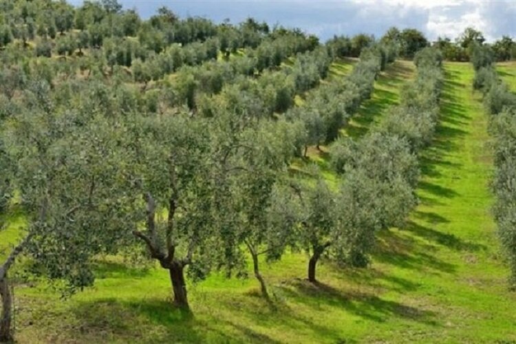 اجرای طرح توسعه، اصلاح و جایگزینی برای ۳۰۰۰ هکتار از باغات خراسان شمالی