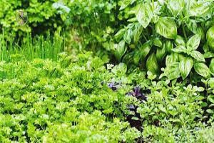 راه‌اندازی باغ گیاهان دارویی در خراسان شمالی