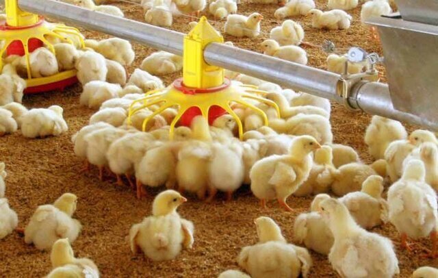یک میلیون قطعه جوجه ریزی در خراسان شمالی برای تامین گوشت مرغ در نوروز