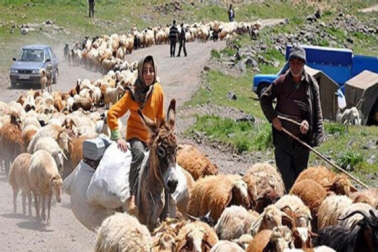 خشکسالی‌ها، تولید گوشت قرمز عشایر را کاهش نداده است
