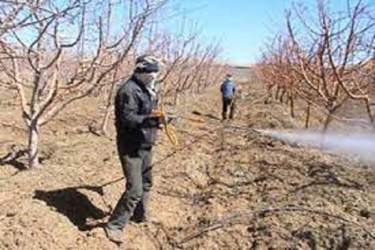 روغن پاشی باغات یکی از راه های مبارزه با آفات