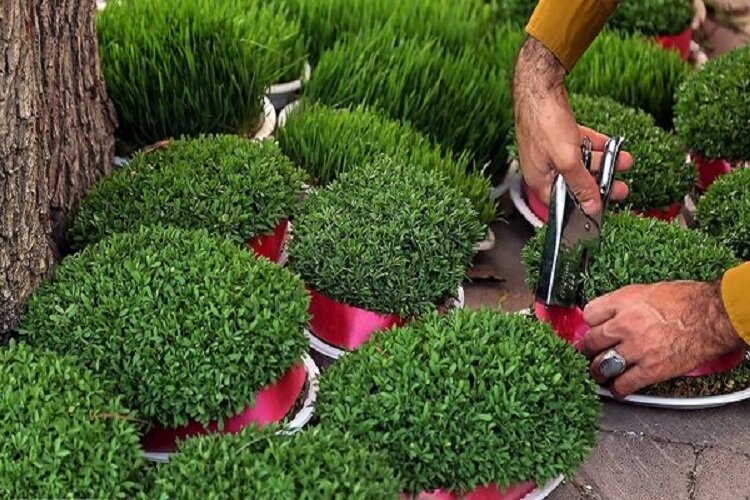 برای کاشت سبزه نوروز از بذور سبزیجات استفاده شود