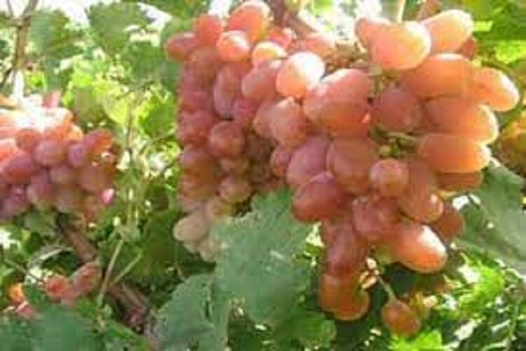 تاکستان های انگور در خراسان شمالی ثبت جهانی می شود