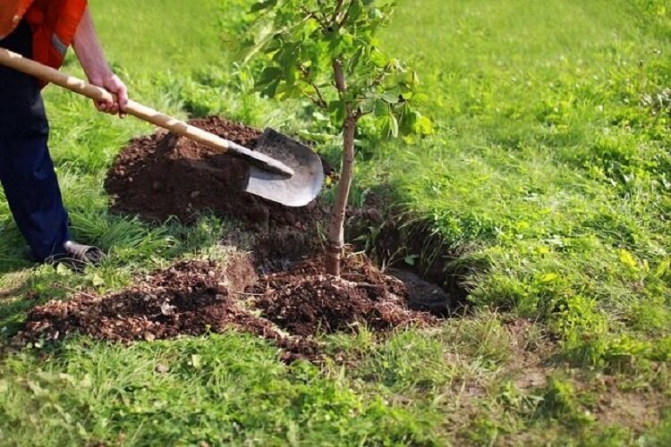 شهروندان از نهال های کاشت شده مراقبت کنند