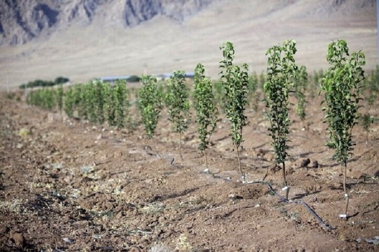 غرس ۱۶ میلیون اصله نهال در خراسان شمالی