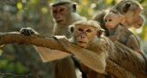 سریلانکا ۱۰۰ هزار میمون به چین صادر می‌کند