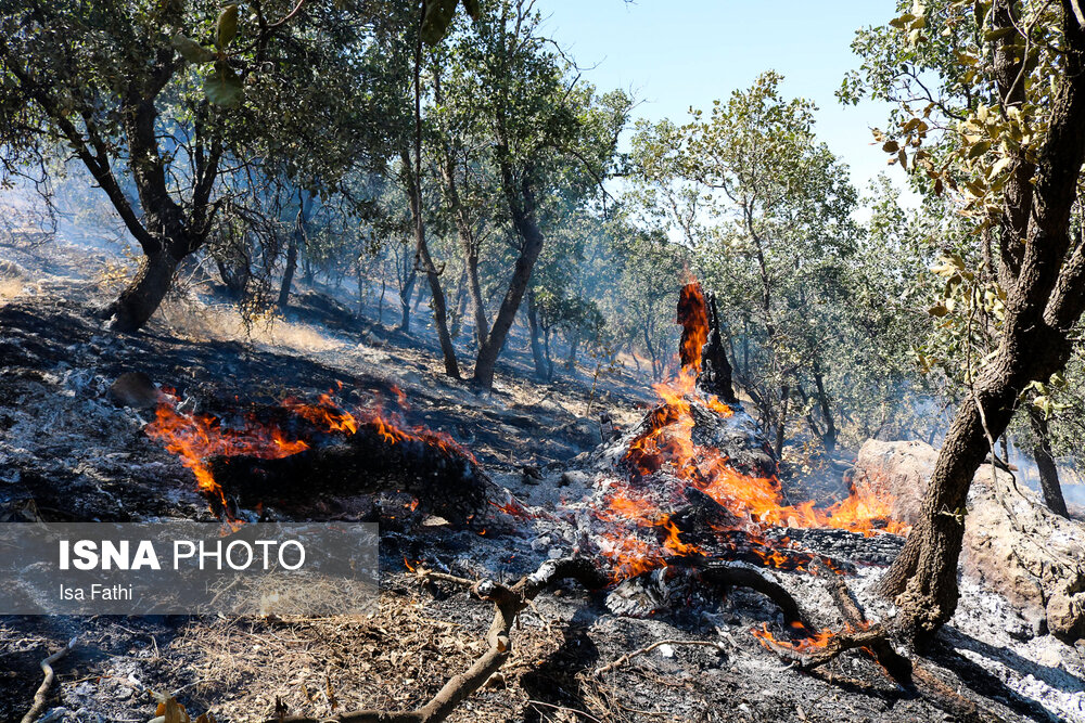 کاهش آتش سوزی جنگل‌ها در ۱۰ سال اخیر