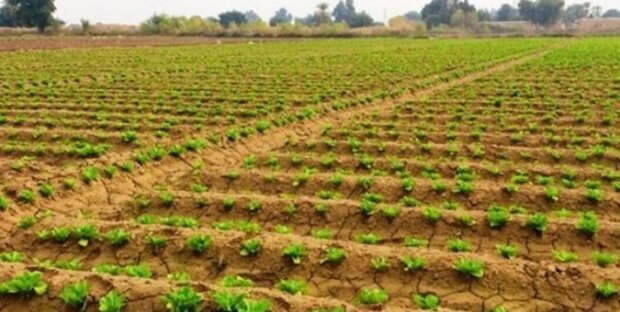 پیش بینی انجام کشت بهاره در سطح ۳۰ هزار هکتار از اراضی کشاورزی خراسان شمالی