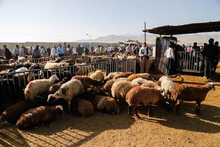 میادین عرضه دام، یکی از چالش های شیوع بیماری های دامی در خراسان شمالی