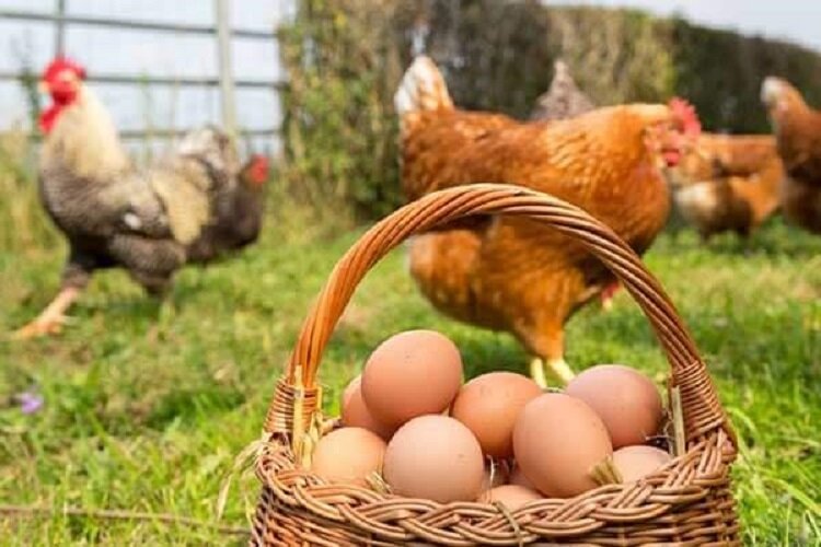 توزیع بیش از ۲۳۰۰ قطعه جوجه ۳۰ روزه بین مددجویان روستایی خراسان شمالی
