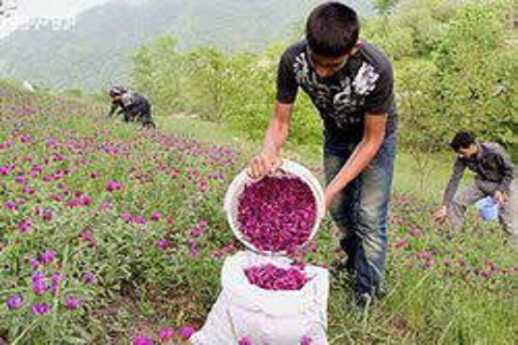 اختصاص ۳ میلیارد تومان برای اجرای طرح های کشت گیاهان دارویی در خراسان شمالی