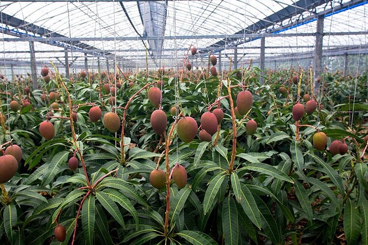 میوه‌های نوبرانه گلخانه‌ای برای اولین‌بار در خراسان شمالی به بار نشست