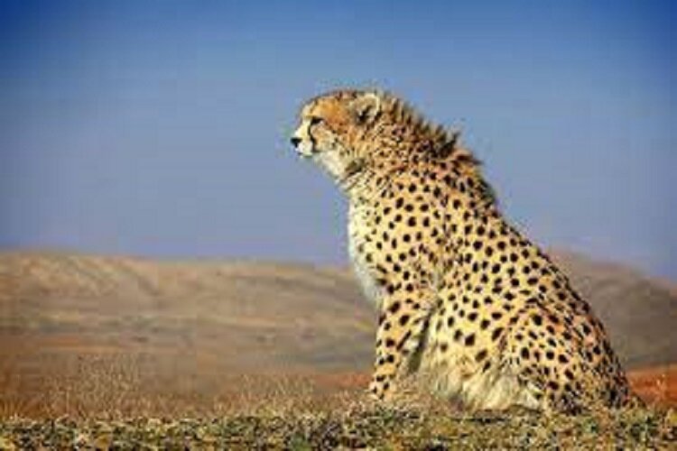 خارج کردن شترها از منطقه حفاظت شده یوزپلنگ، کاری تکراری و سخت برای محیطبانان