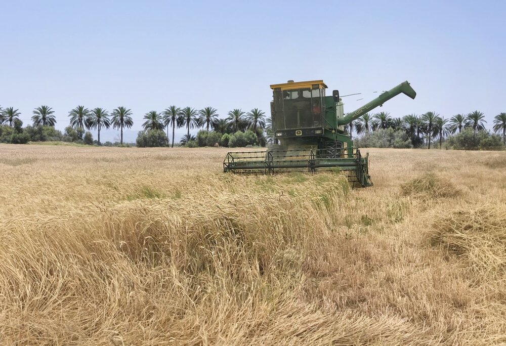 جلسه بررسی مجدد قیمت گندم برگزار نشد/ قیمت مصوب همان ۱۵ هزار تومان است
