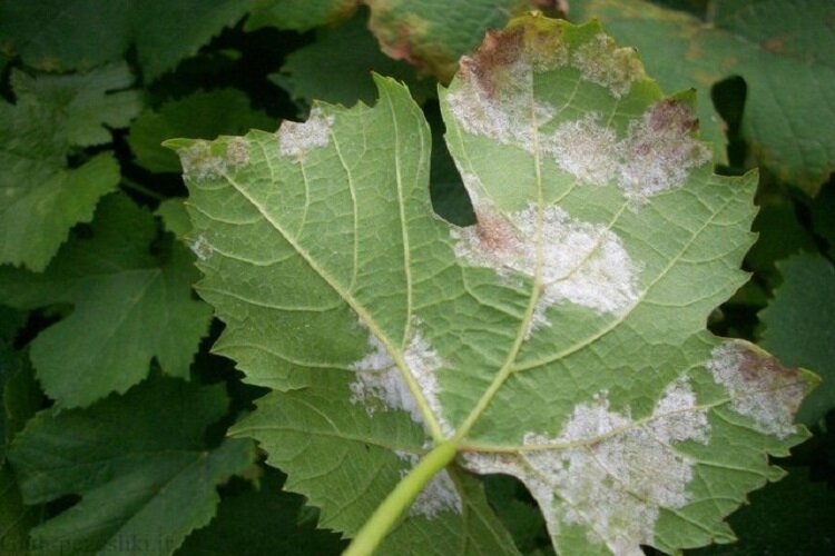 خطر طغیان بیماری سفیدک انگور در تاکستانهای خراسان شمالی