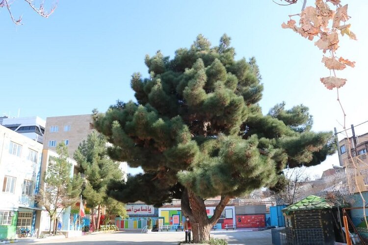 درختی با قدمت ۱۳۰ سال در دل یکی از مدارس بجنورد درختی با قدمت ۱۳۰ سال در دل یکی از مدارس بجنورد