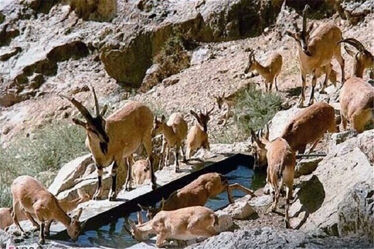 افزایش تعداد مراکز تکثیر حیات وحش، راهی برای جلوگیری از خرید گوشت های شکار غیرمجاز