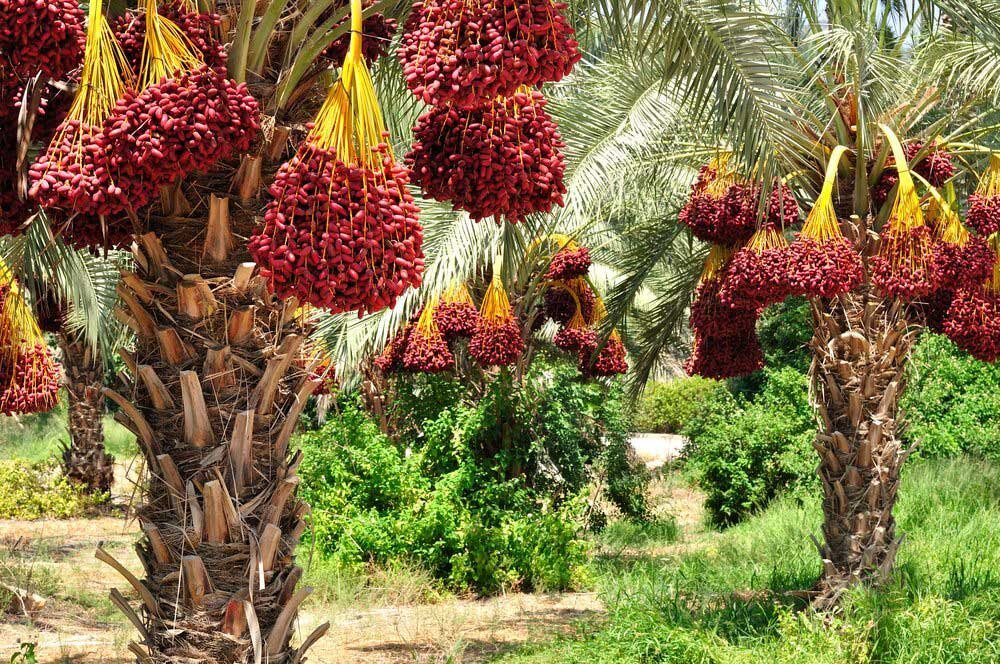 خرمای ایران همه سلیقههای دنیا را پوشش میدهد/ صادرات ۵۰ درصدیِ محصول کرمان