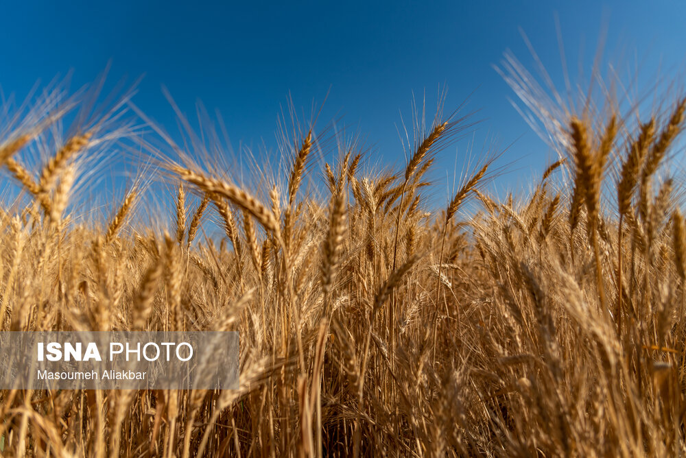 اجرای طرح جهش تولید در دیمزارهای خراسان شمالی طی سال زراعی جدید