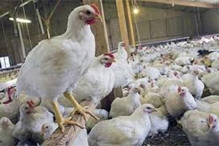 تنش گرمایی بیشترین دغدغه در واحدهای پرورش طیور خراسان شمالی