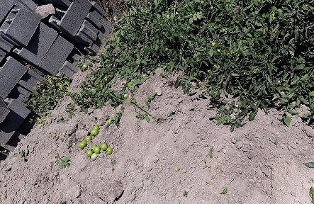 برخورد آب و فاضلاب خراسان شمالی با مشترکانی که با آب شرب صیفیجات میکارند