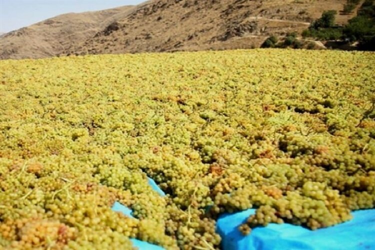 کاهش محسوس تولید کشمش در خراسان شمالی طی پاییزه امسال