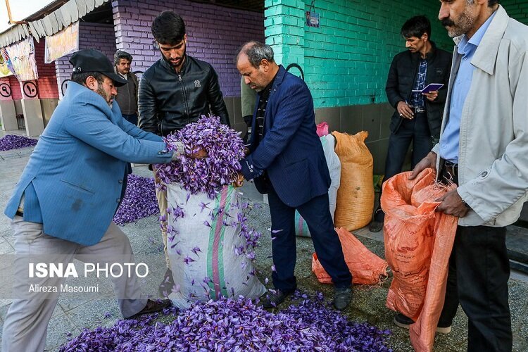 راه اندازی بازارچه خرید گل زعفران در فاروج