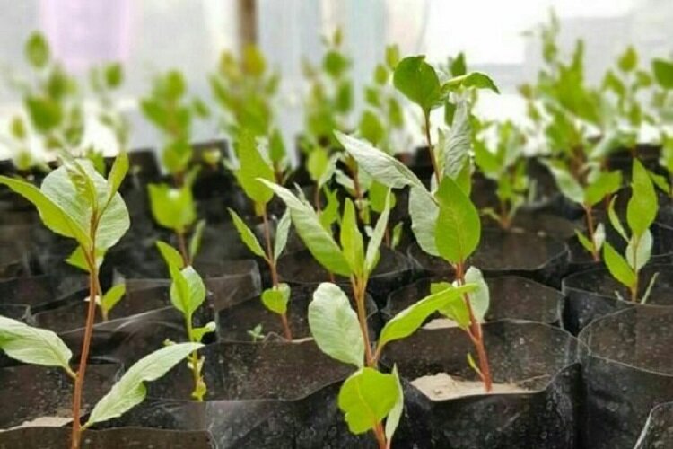 آغاز طرح کاشت ۴ میلیون اصله درخت در خراسان شمالی با ۷۰ هزار اصله نهال پسته