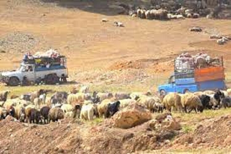 کوچ زودهنگام عشایر خراسان شمالی به مناطق قشلاقی/کاهش میزان خسارت به یوردگاه‌های عشایری