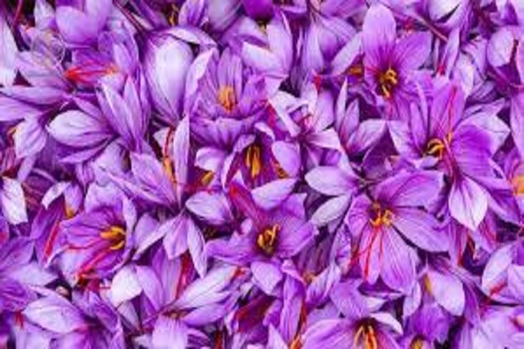 رونق دوباره صادرات بهترین دسته گل خوراکی جهان