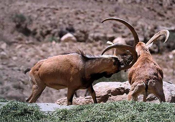 قوچ مستی فصل شلیک به قلب سلاطین کوهستان‌های خراسان شمالی