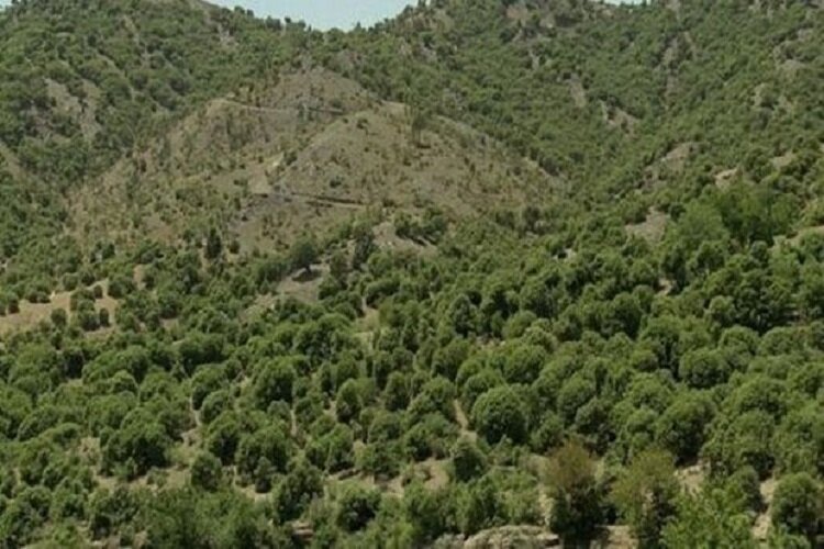 ایجاد ۳۲ هزار هکتار جنگل در خراسان شمالی و جذب ۲ میلیون تن گرد و غبار ایجاد ۳۲ هزار هکتار جنگل در خراسان شمالی و جذب ۲ میلیون تن گرد و غبار