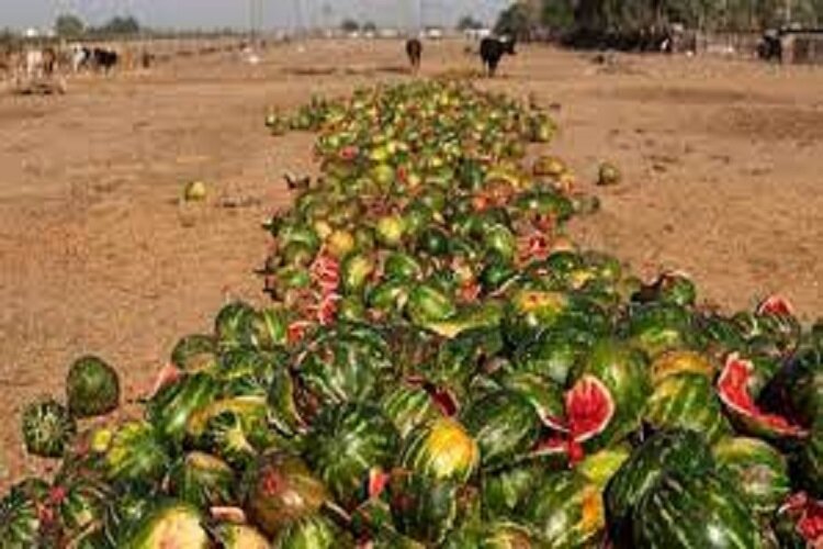 ۳۰ میلیون تن محصول کشاورزی در ایران دور ریخته میشود