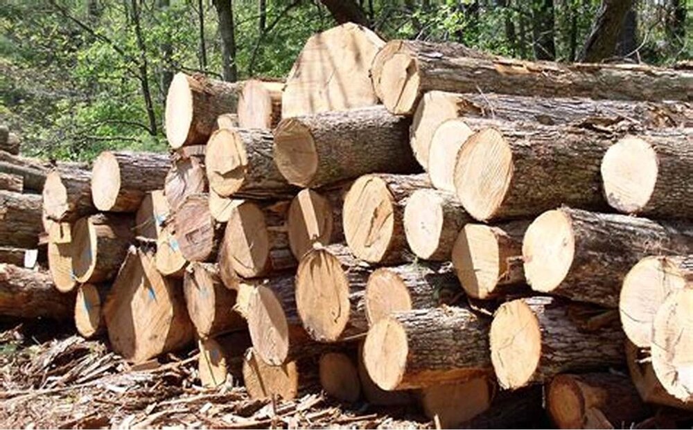 کشف بیش از ۱۱ تن چوب تاغ قاچاق در شهرستان جاجرم